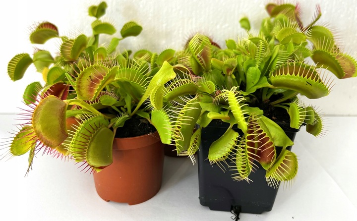 DOROSŁA MUCHOŁÓWKA odm, GIANT TRAP w DONICZCE