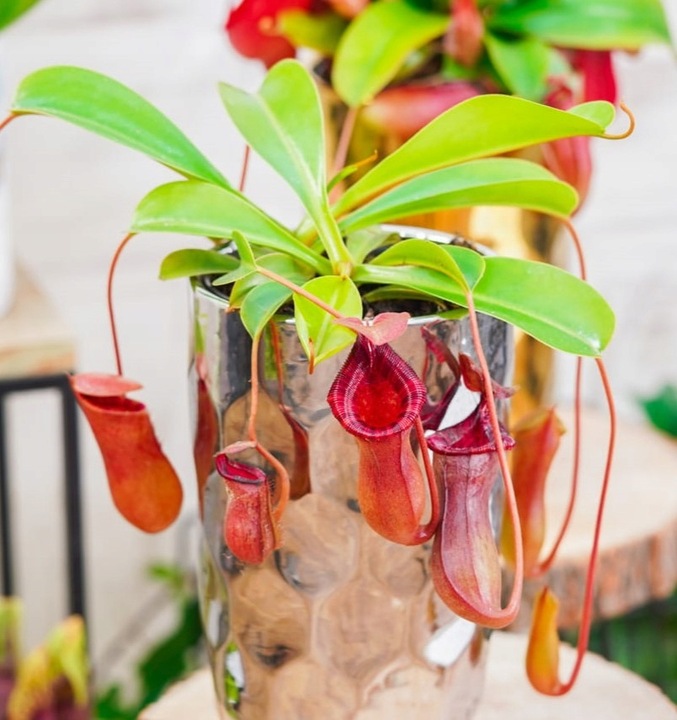 Specjalistyczne Podłoże Ziemia Do DZBANECZNIKÓW Mix PREMIUM