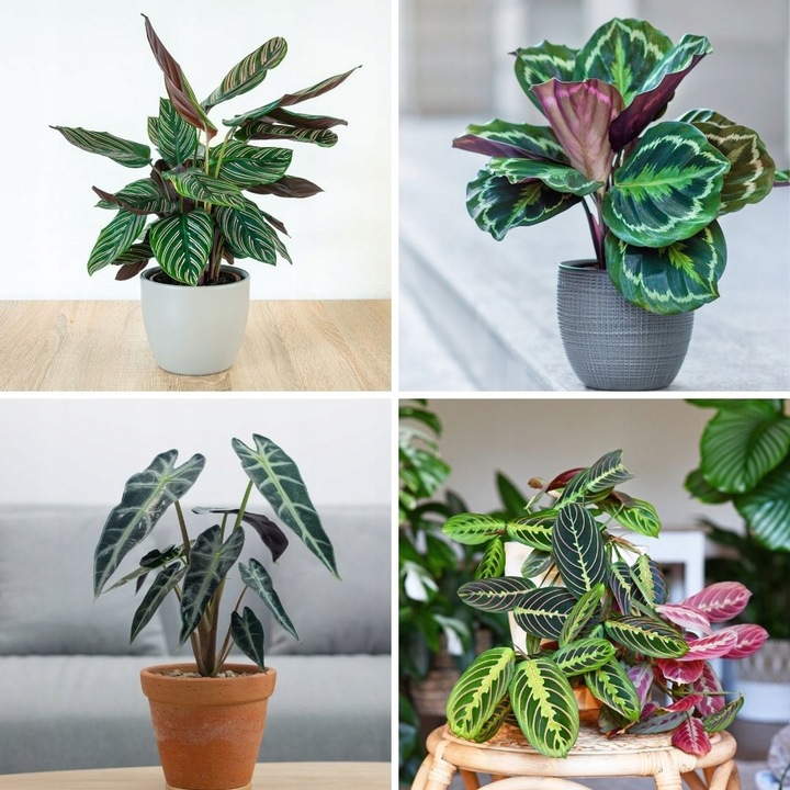 Ziemia do monstery 5l PREMIUM | Plant lover | Bigos z certyfikatem