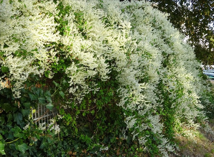 NAJSZYBCIEJ ROSNĄCE PNĄCZE - FALLOPIA ROŚNIE 6 METRÓW NA ROK SADZONKA