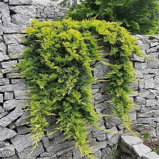 Jałowiec płożący 'Golden Carpet' (Juniperus horizontalis)