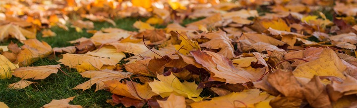 Elektryczna dmuchawa odkurzacz do liści 45L Riwall REBV3200E