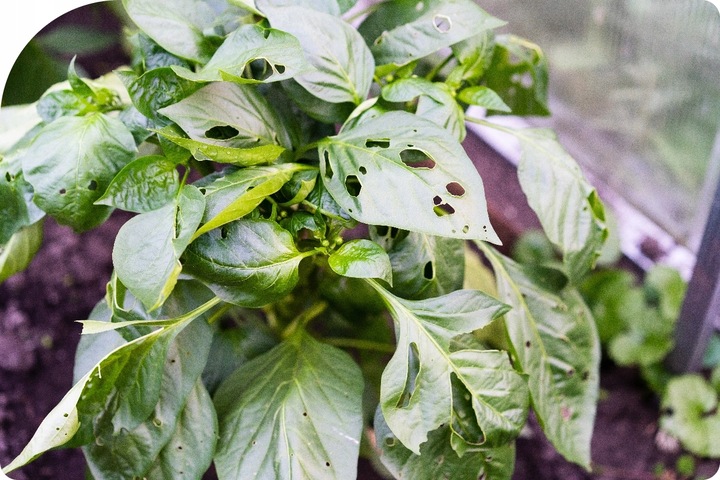 MOSPILAN 20SP 40G ŚRODEK PREPARAT OWADOBÓJCZY NA MSZYCĘ ĆMĘ SZKODNIKI