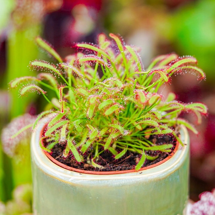 Drosera capensis ROSICZKA PRZYLĄDKOWA