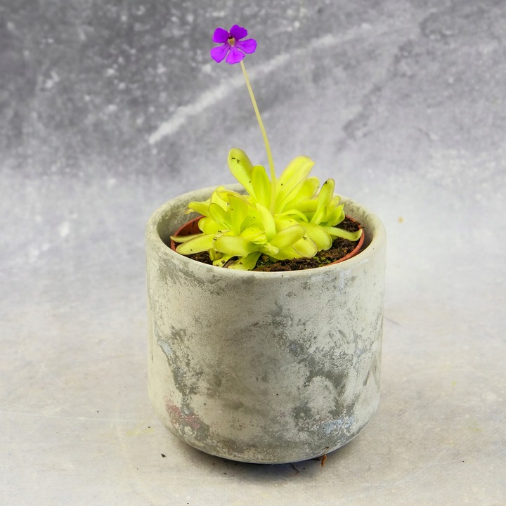 Pinguicula Tłustosz "TINA" idealny na ziemiórki, muszki owocówki itp.