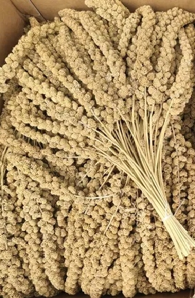 PROSO SENEGALSKIE BIAŁE w KŁOSACH 500g JAKOŚĆ POKARM DLA PTAKÓW PAPUG