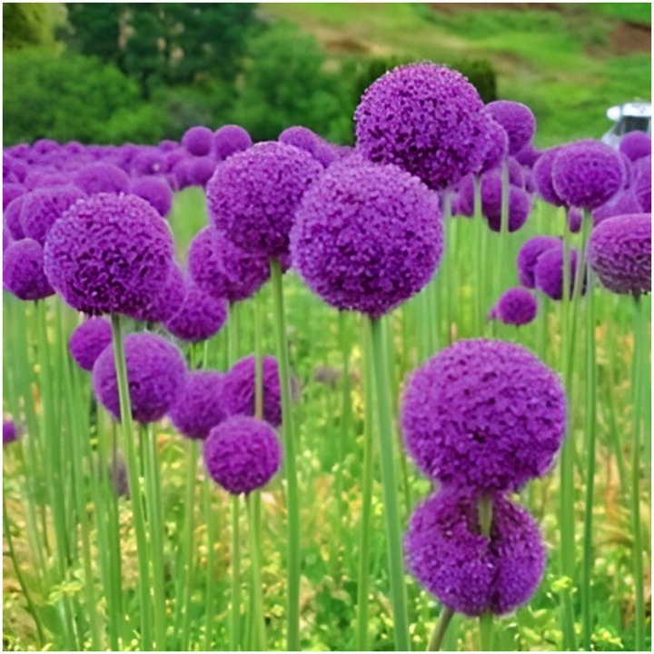 CZOSNEK ozdobny OLBRZYMI cebulki FIOLETOWY GLADIATOR 5 szt. + GRATIS