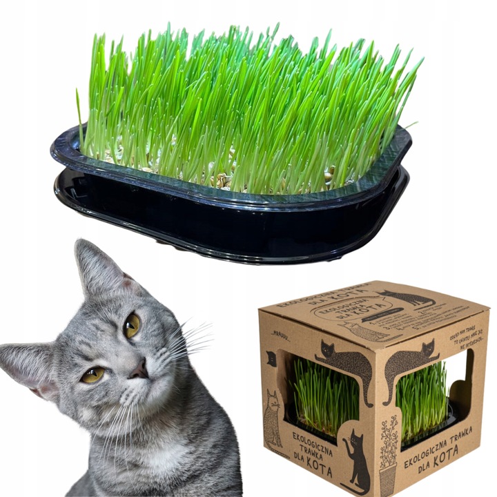 2x EKO Trawka Dla Kota Trawa Odkłaczająca Przysmak EKOLOGICZNA WYROŚNIĘTA