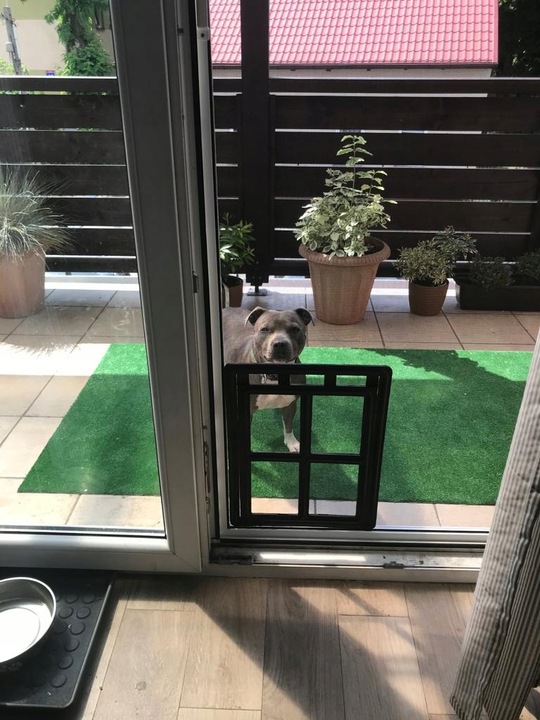 DRZWICZKI moskitiery dla kota i psa