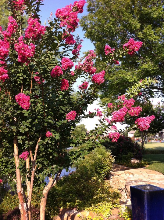 LAGERSTROEMIA INDICA NAJDŁUŻEJ KWITNĄCY KRZEW ŚWIATA PINK RÓŻOWA