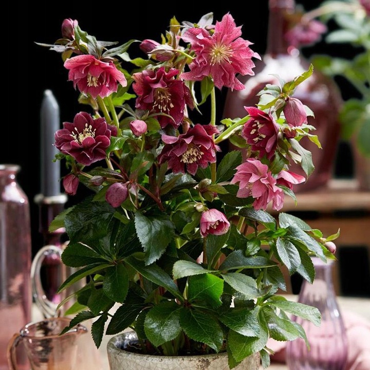 CIEMIERNIK DOUBLE ELLEN RED KWITNIE CAŁĄ ZIMĘ - SADZONKA P11/1 LITR