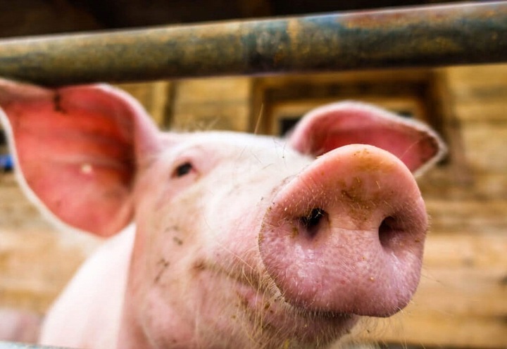 Zanęta 20 kg Zanęta Mączka Rybna