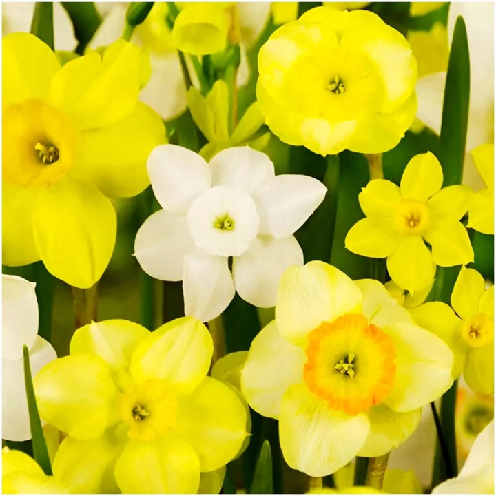 NARCYZ cebulki MIX BOTANICZNY odporne i trwałe 100 szt. + GRATIS