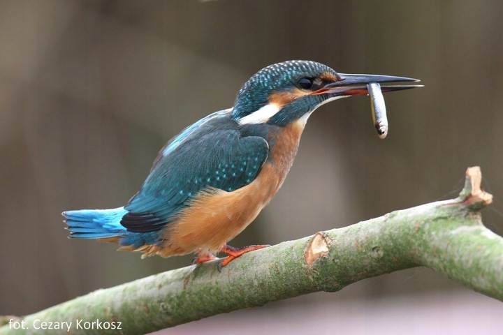Przypinka, Pin, Odznaka, OTOPtak Zimorodek