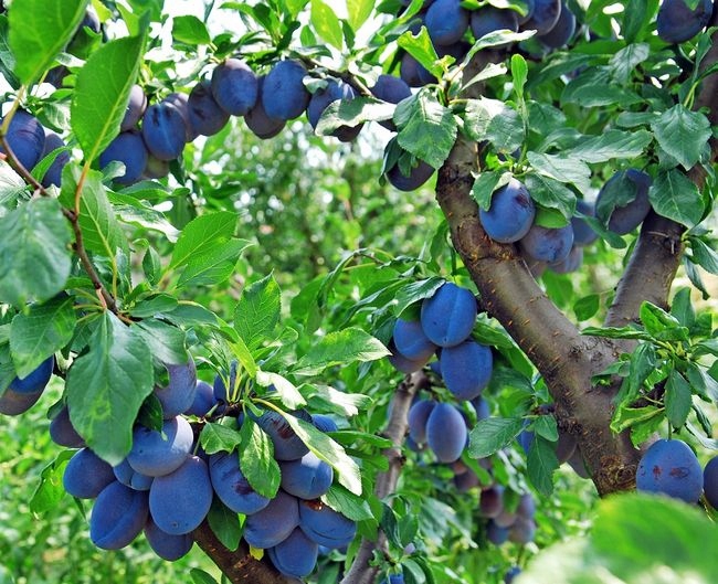 Śliwa WĘGIERKA ZWYKŁA pyszna MAGIA SMAKU