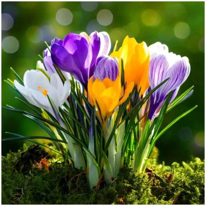 KROKUS MIX KOLORÓW cebulki 200 szt. + GRATIS