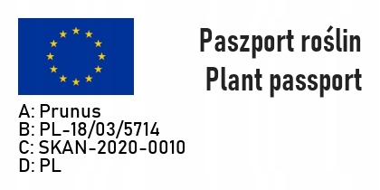 Śliwa RENKLODA ALTHANA 2-letnia NR1 NASZA ULUBIONA