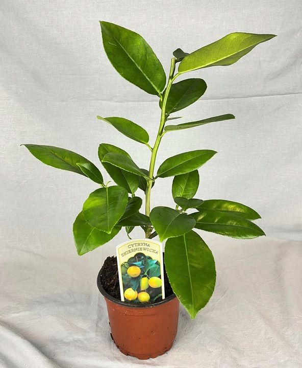 CYTRYNA SKIERNIEWICKA Cytrus