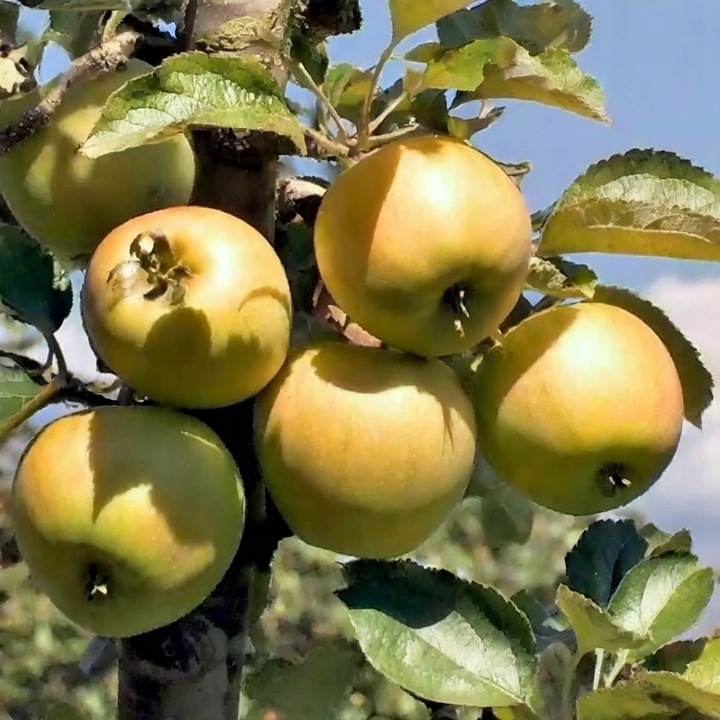 Jabłoń SZARA RENETA stara odmiana WYŚMIENITA na szarlotkę i przetwory