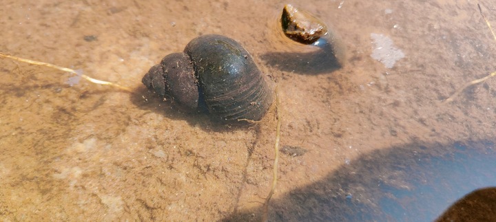 5 x Ślimak do oczka Żyworodka pospolita Filtruje