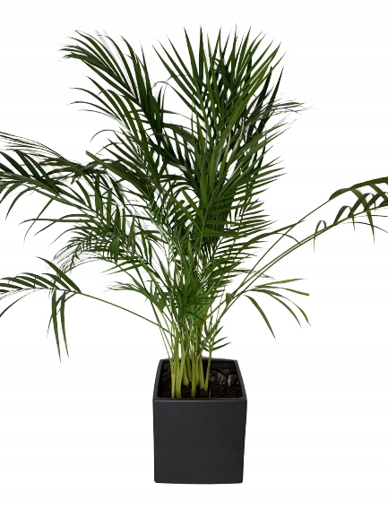 Podpórki do roślin kwiatów podpora pierścieniowa podpórka RINGS S33cm 16/18