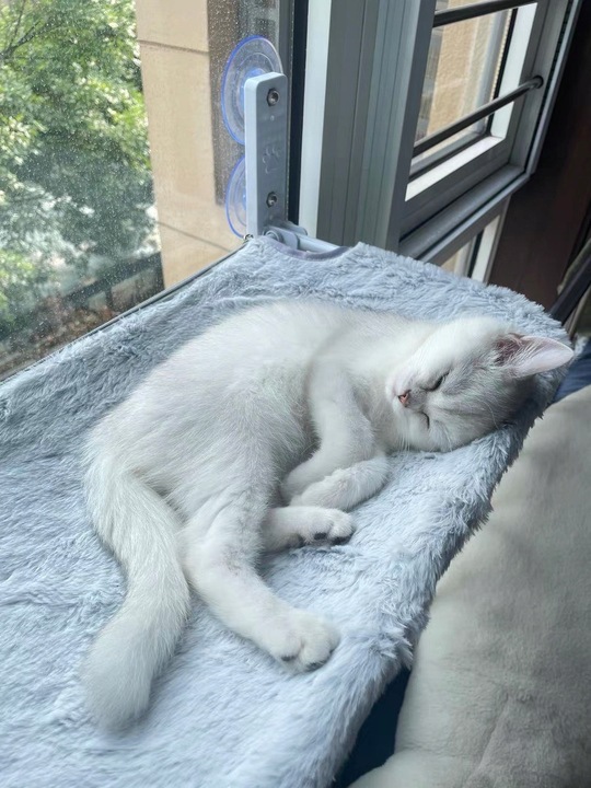 Hamak dla kota do okna – legowisko 45×30, idealne do obserwacji otoczenia!