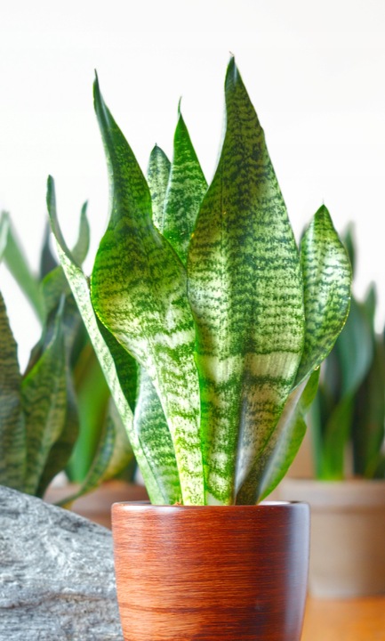 SANSEVIERIA 'ROBUST' pięknie ubarwione liście Sansewieria rozmiar S
