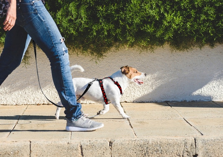 SZELKI GUARD DLA PSA REGULOWANE MOCNE BEZUCISKOWE WYGODNE PORZĄDNE roz. M