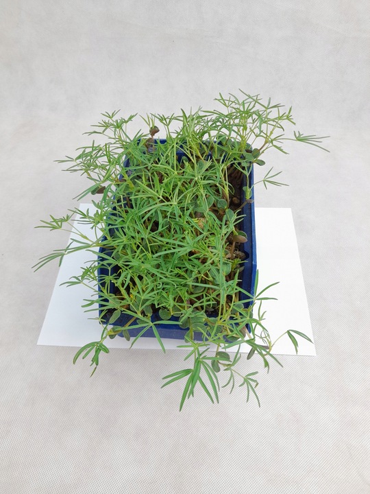 Łubin wąskolistny 25kg GORZKI