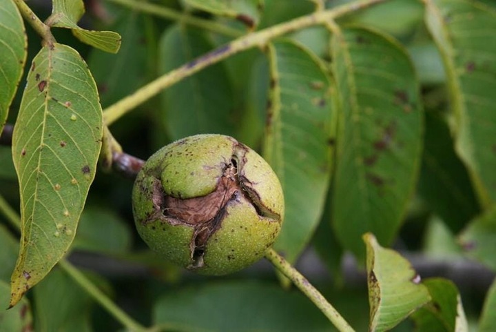 Orzech włoski JACEK KRÓLEWSKI Juglans regia o ogromnych smacznych