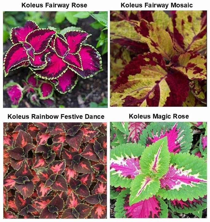 ZESTAW do uprawy na PREZENT Koleusy Pokrzywki "JUŻ WYSIANE" nasiona