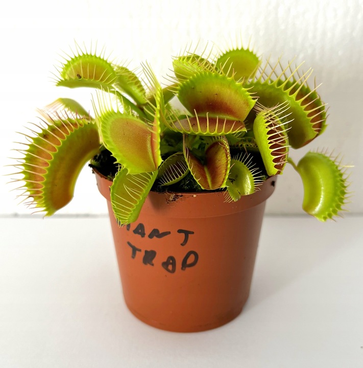 DOROSŁA MUCHOŁÓWKA odm, GIANT TRAP w DONICZCE