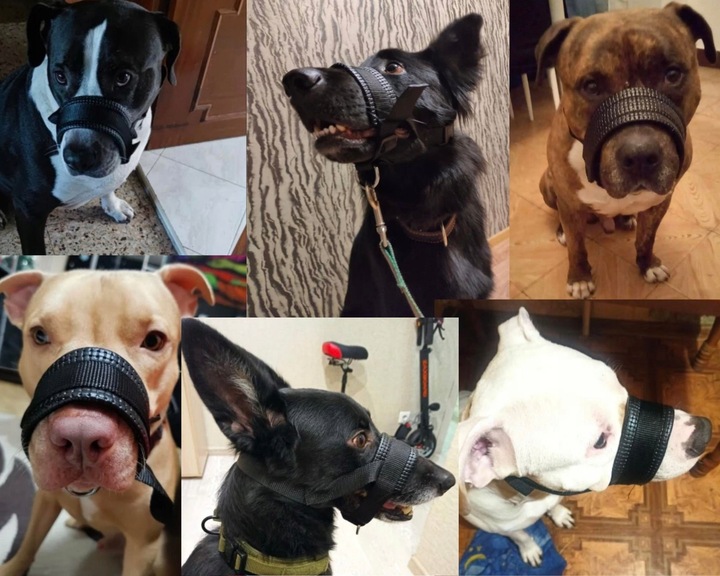 Kaganiec Dla Psa Podszycie Wygodny Miękki L/XL