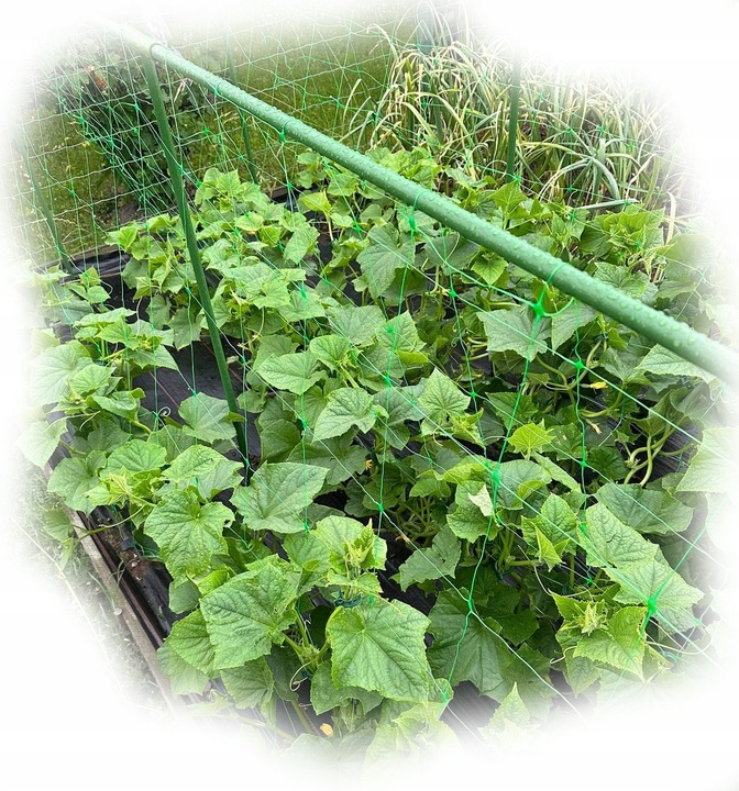 Tyczka Podpora Palik do Pomidorów Roślin Kwiatów 1,1 x 150 cm 10 szt