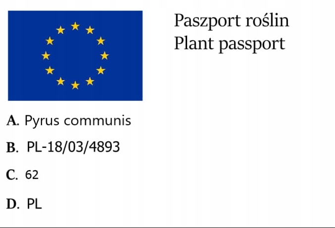 Grusza KlAPSA - FAWORYTKA GIGANTYCZNE owoce