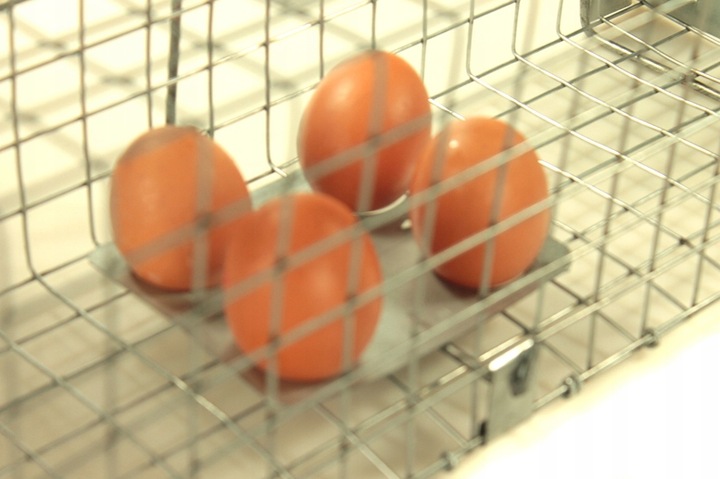 żywołapka pułapka na szczury gryzonie duża łapka