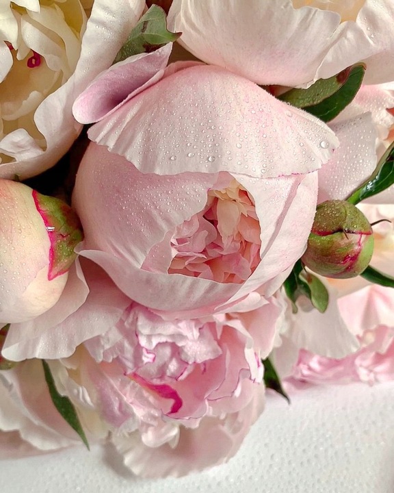 Zapach do świec olejek zapachowy Piwonia 100ml