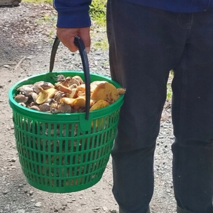 2x KOSZ 12L NA GRZYBY OWOCE ZIEMNIAKI KOSZYK PLASTIKOWY ZIELONY WIADERKO