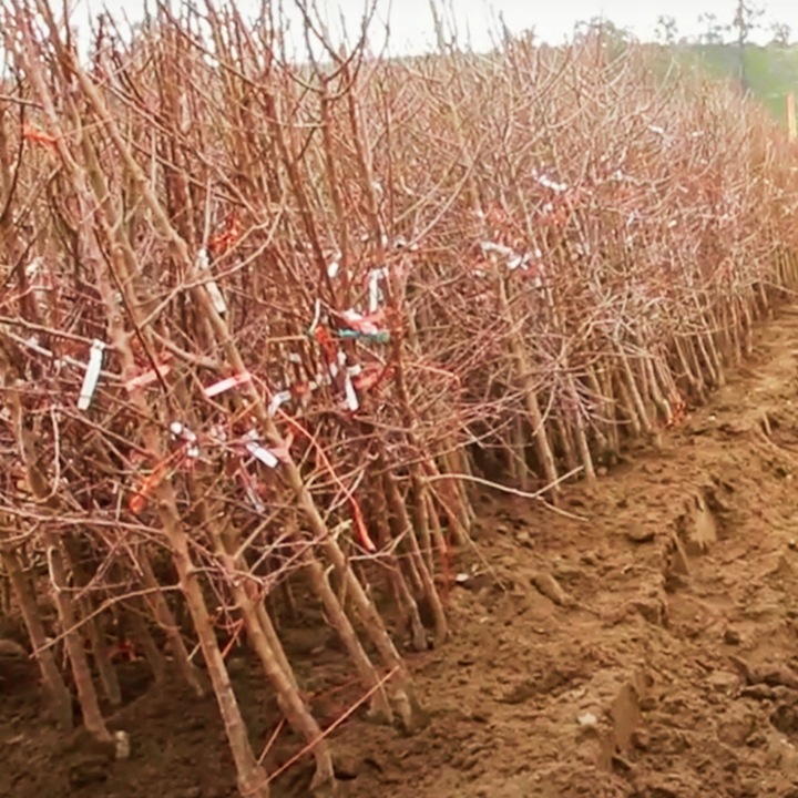 CZEREŚNIA KORDIA Ceniona za bardzo duże owoce o czarnym kolorze, max