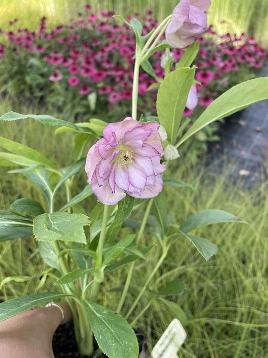 CIEMIERNIK HELLEBORUS DOUBLE ELLEN PICOTEE sadzonka 2 letnia doniczka