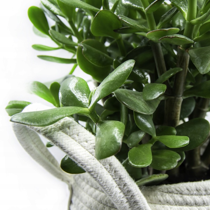 CRASSULA OVATA grubosz jajowaty drzewko szczęścia sukulent rozmiar L