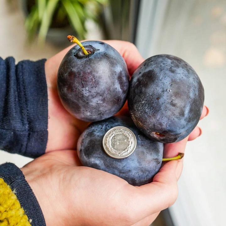 SADZONKI DRZEWKA OWOCOWE ŚLIWA TOPHIT PÓŹNA BARDZO DUŻA SOCZYSTA