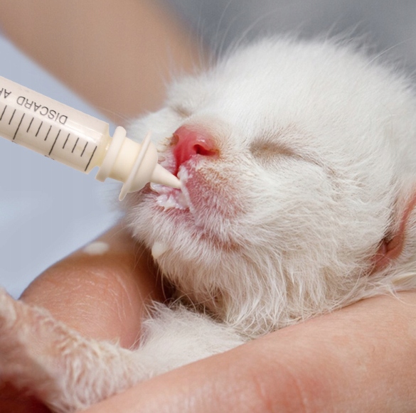 ZESTAW STRZYKAWEK DO KARMIENIA KOCIĄT SZCZENIĄT STRZYKAWKI ZE