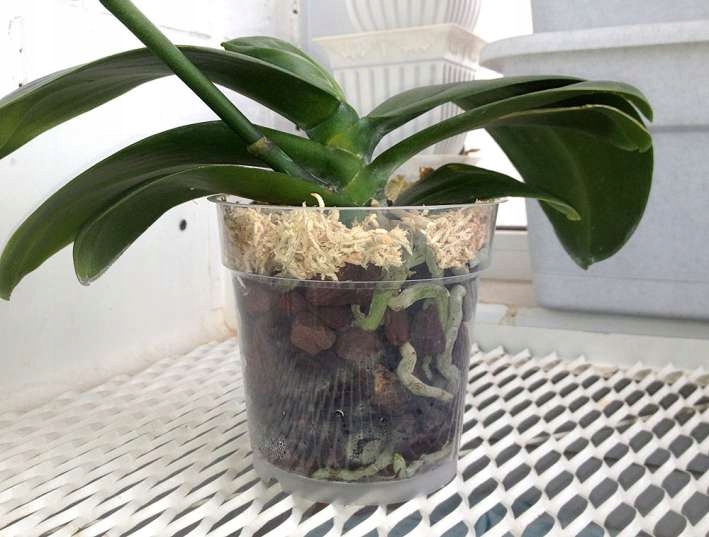 Podłoże do storczyka 100g Spagmoss sphagnum mech torfowiec