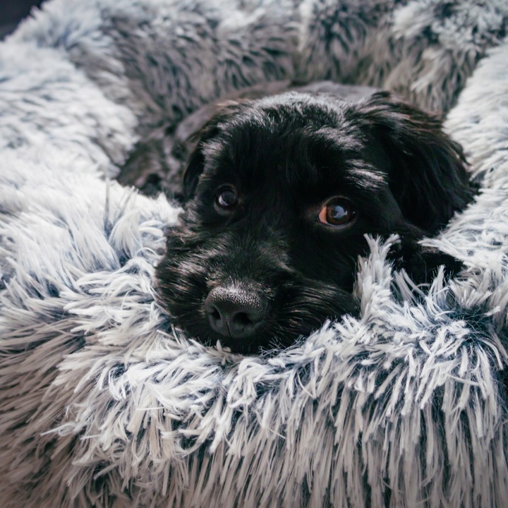 Legowisko posłanie Chmurka dla psa i kota Shaggy 65