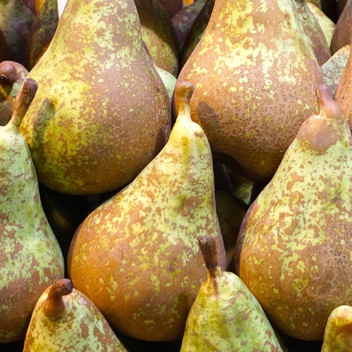 SADZONKI DRZEWKA OWOCOWE GRUSZA KONFERENCJA SŁODKIE PYSZNE OWOCE