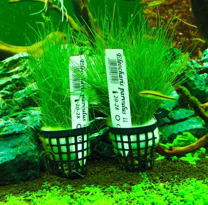 Rośliny do akwarium trawnik Eleocharis Parvula XXL