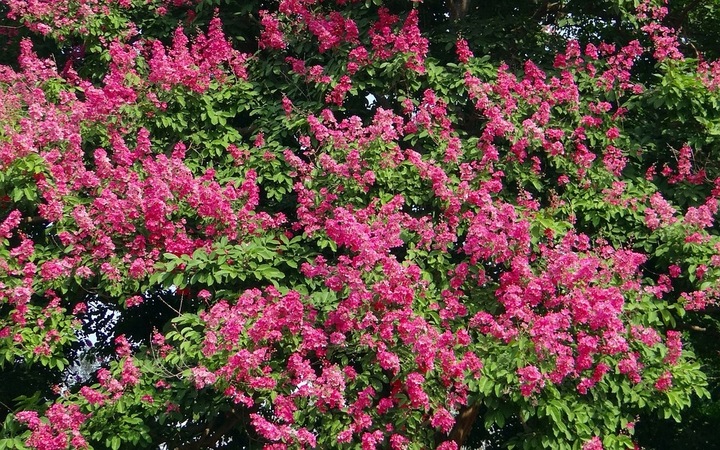 LAGERSTROEMIA INDICA NAJDŁUŻEJ KWITNĄCY KRZEW ŚWIATA PINK RÓŻOWA