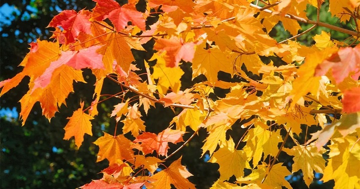 P11 KLON ZWYCZAJNY ACER PLATANOIDES KOLOROWY AKCENT 80-120 cm.