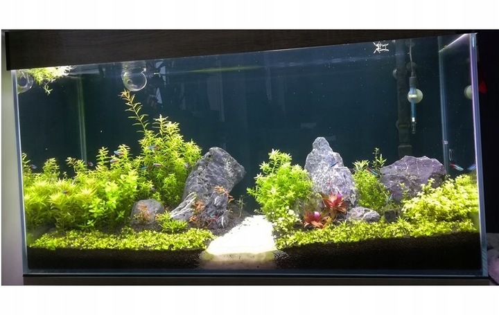 ZESTAW ROŚLIN środkowy plan środek ŁATWY ZESTAW ROŚLIN + gratis PĘSETA